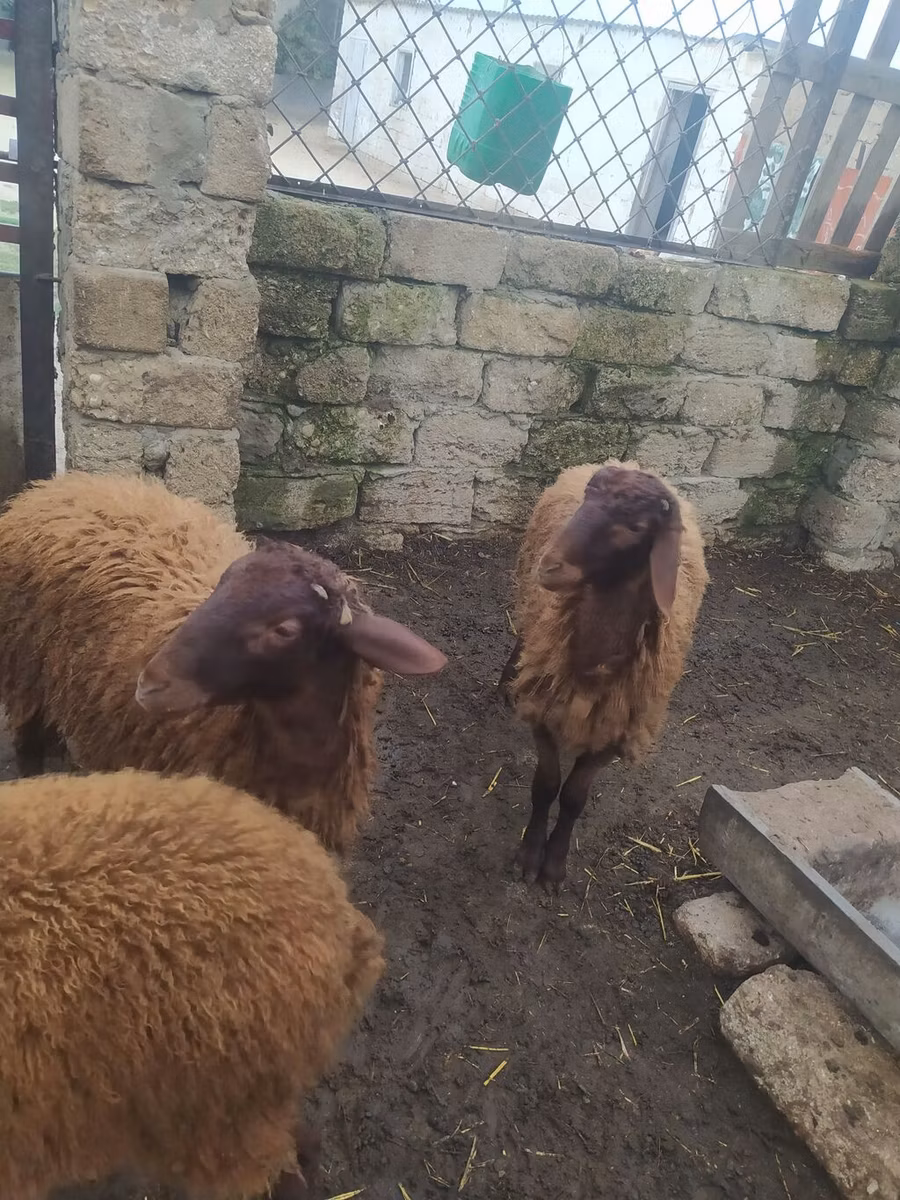 Blackheaded Persian sheep