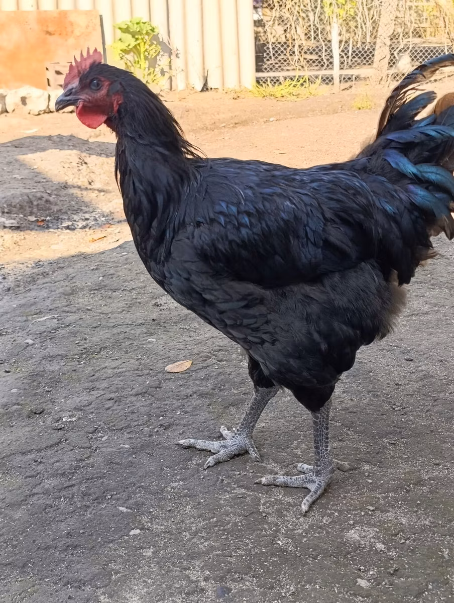 Джерсийский гигант