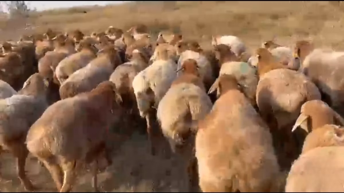 Arashan sheep