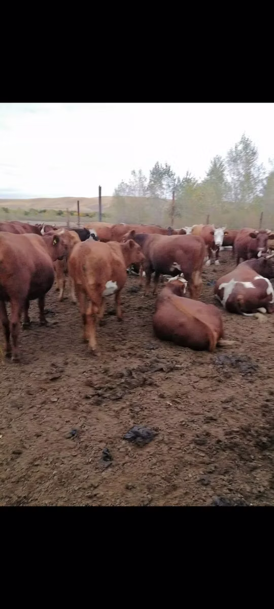 Red Steppe Cow