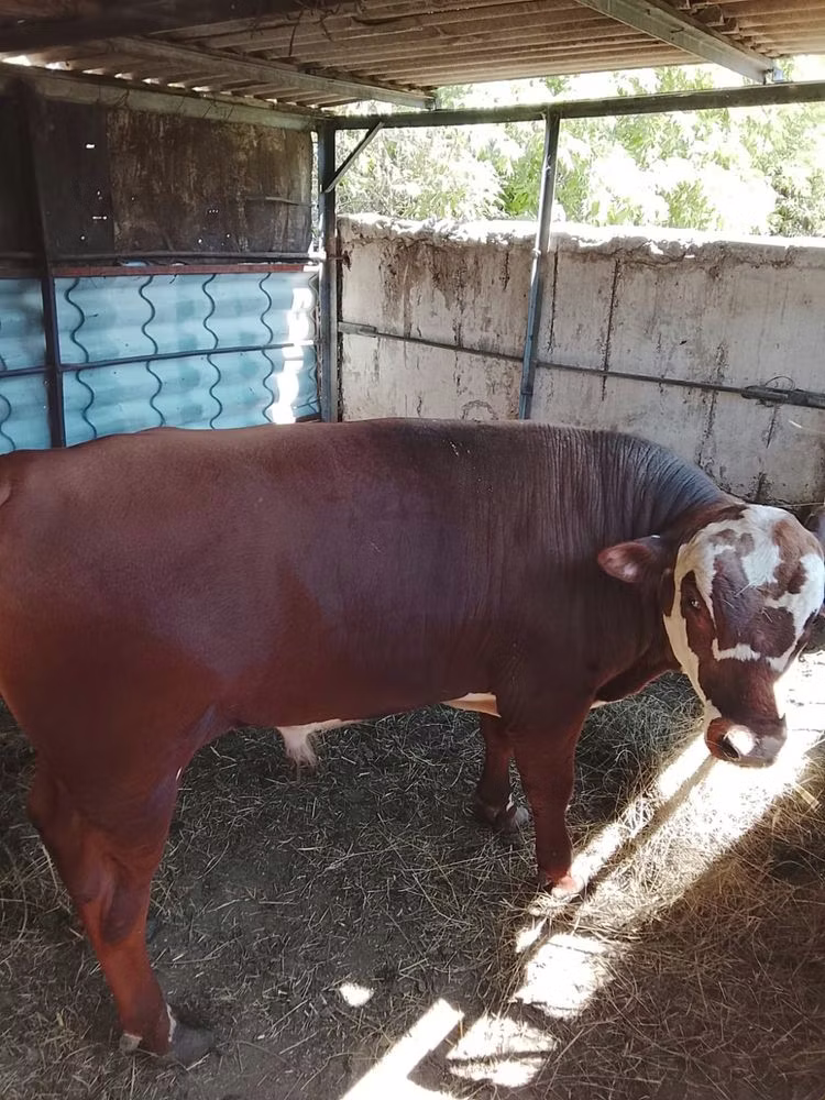 Kazakh White-headed cow