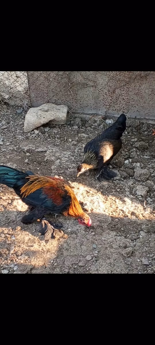 सिल्वरुड ब्लू