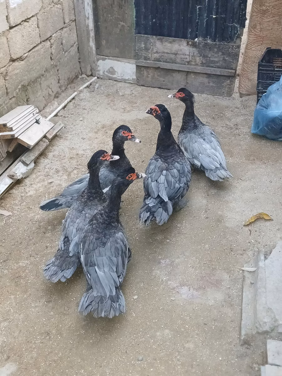 مسكوفي منزلي