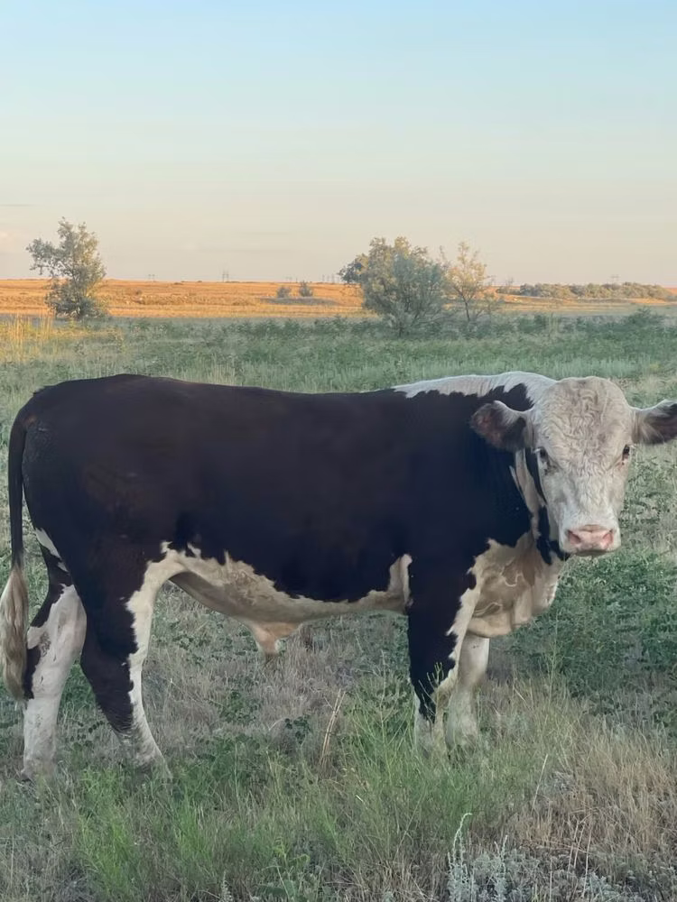 Kazakh White-headed cow