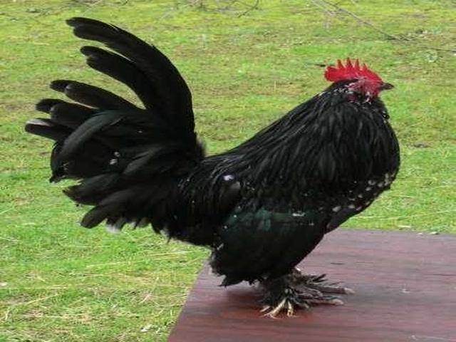 Bantam belga