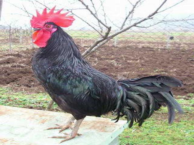 Shumen Negro